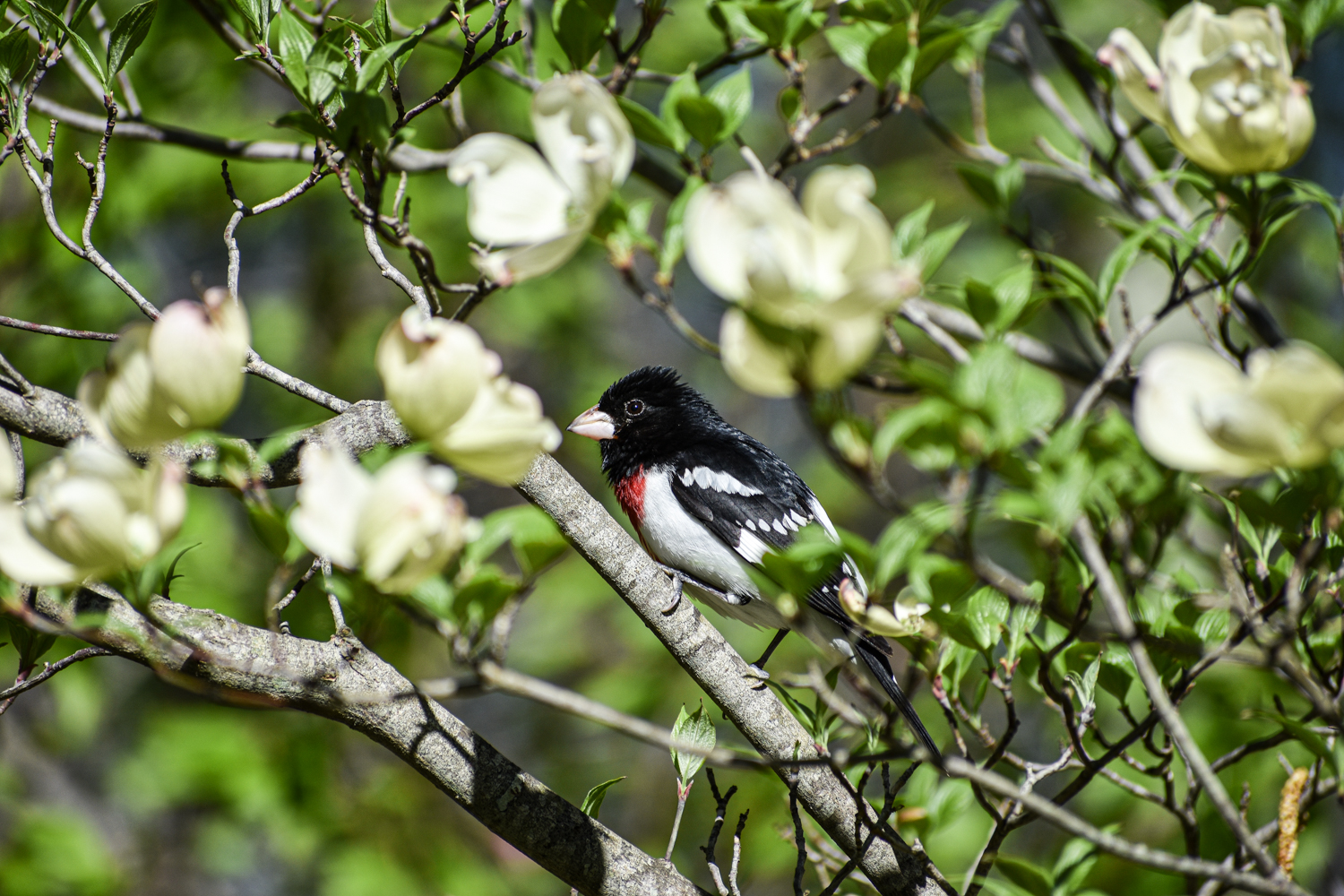 Exploring Birds Bird Watching Tips